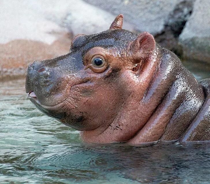Норта hippo. Бегемотик. hippo. hippopotamus baby. baby hippo.