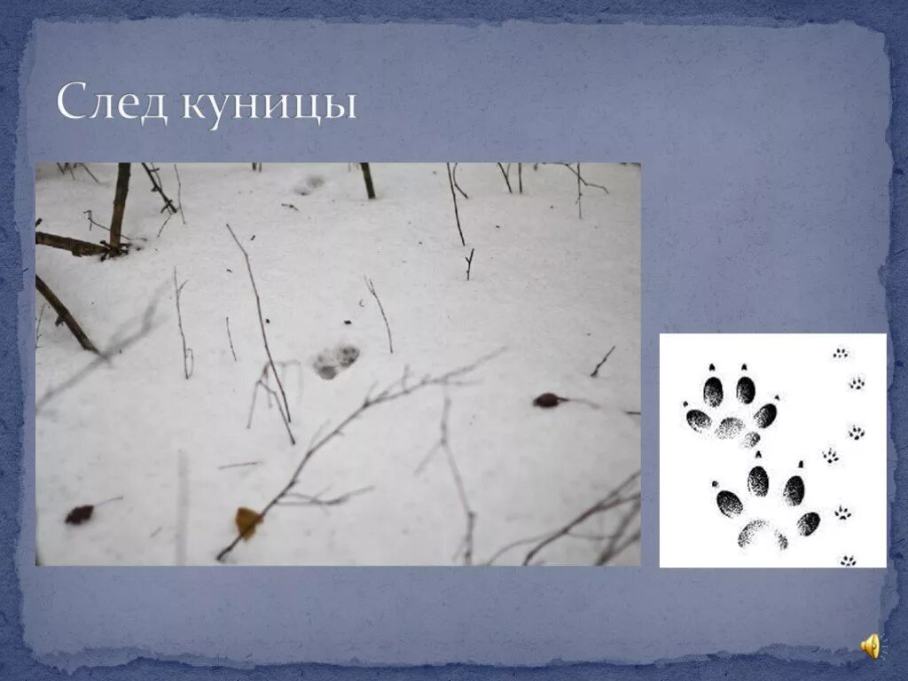 следы куницы на снегу. норка лесная куница. как выглядят следы куницы. следы соболя на снегу. следы лесной куницы.