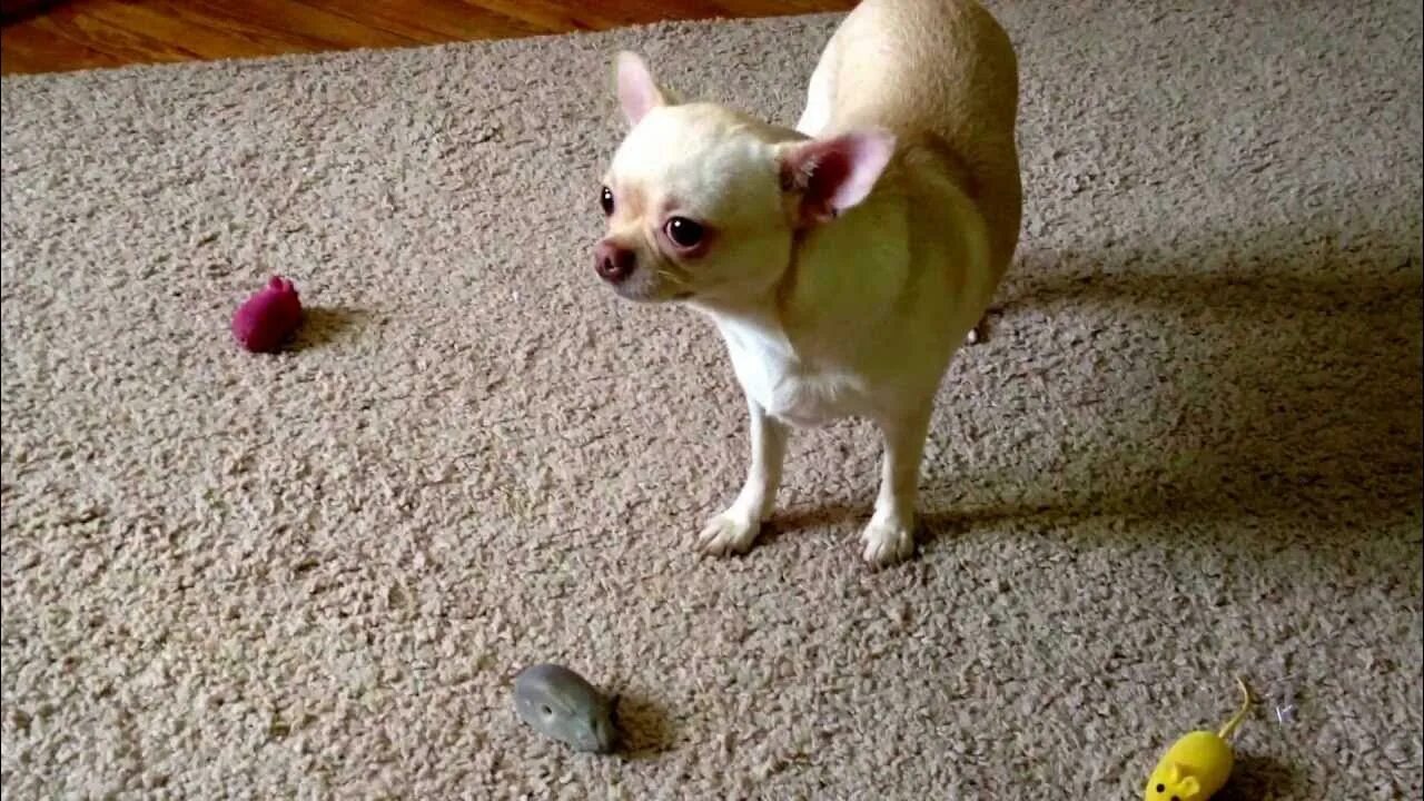 Доберман будда и девочка. Чихуахуа какую лучше выбрать мальчика или девочку. Как определить сибу девочка или мальчик фото. Померанский шпиц. Собачка чихуахуа.