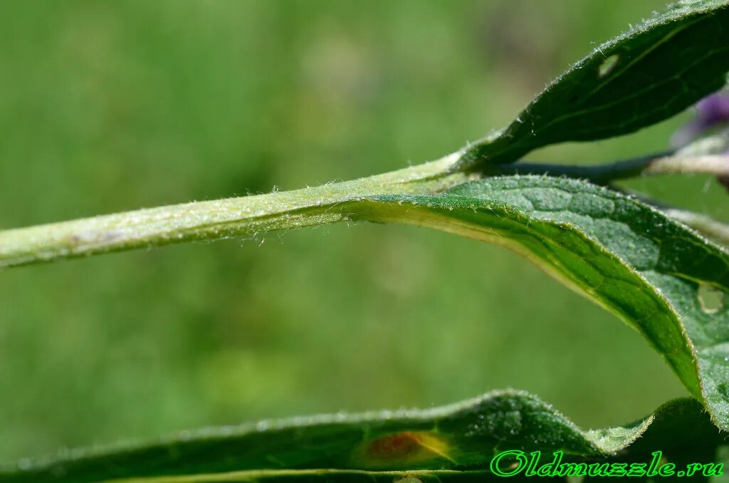 палка с листиками. Camellia sinensis leaf. лист цветка. зеленый лист. зеленые листья на белом фоне.