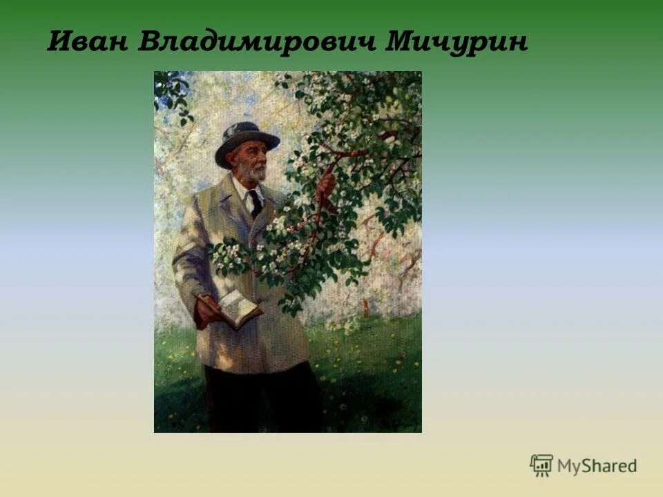 Иван мичурин селекционер. Мичурин иван владимирович селекция цветы. Мичурин иван научные достижения в селекции. Мичурин достижения в селекции. Достижения мичурина в селекции.