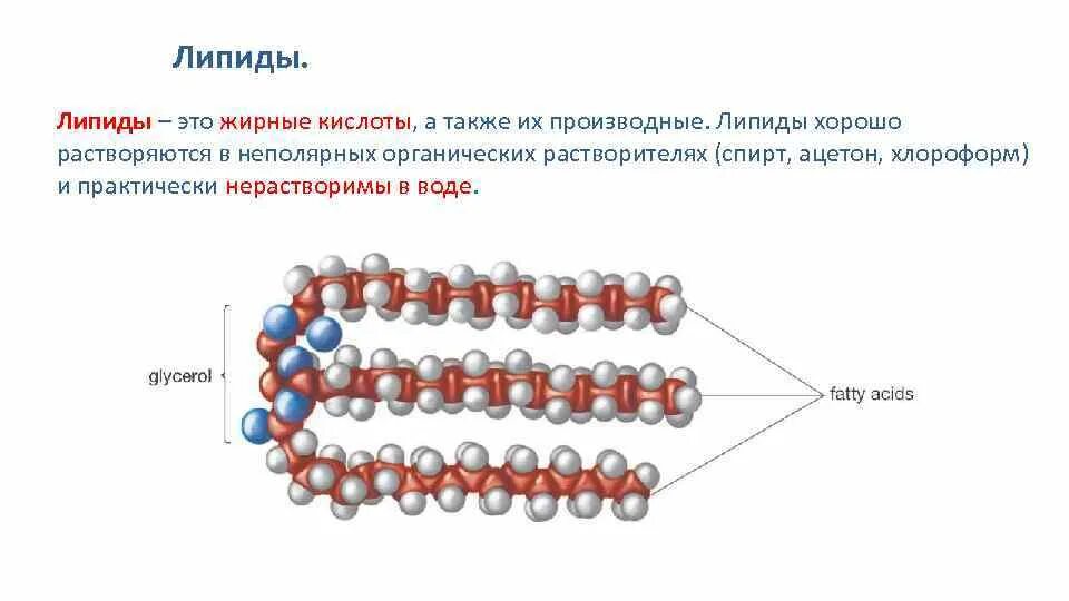 Строения липидов человека. Строение жиров липидов. Липиды производные мирные кислоты. Строение нейтральных липидов. Строение молекулы липида.