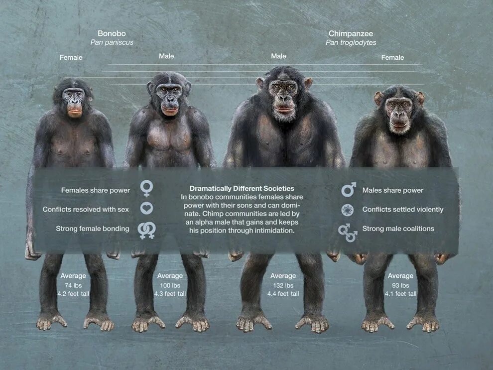 Шимпанзе бонобо и человек. Шимпанзе бонобо рост. Бонобо самец. Обезьяна бонобо самец. Шимпанзе отличается от человека