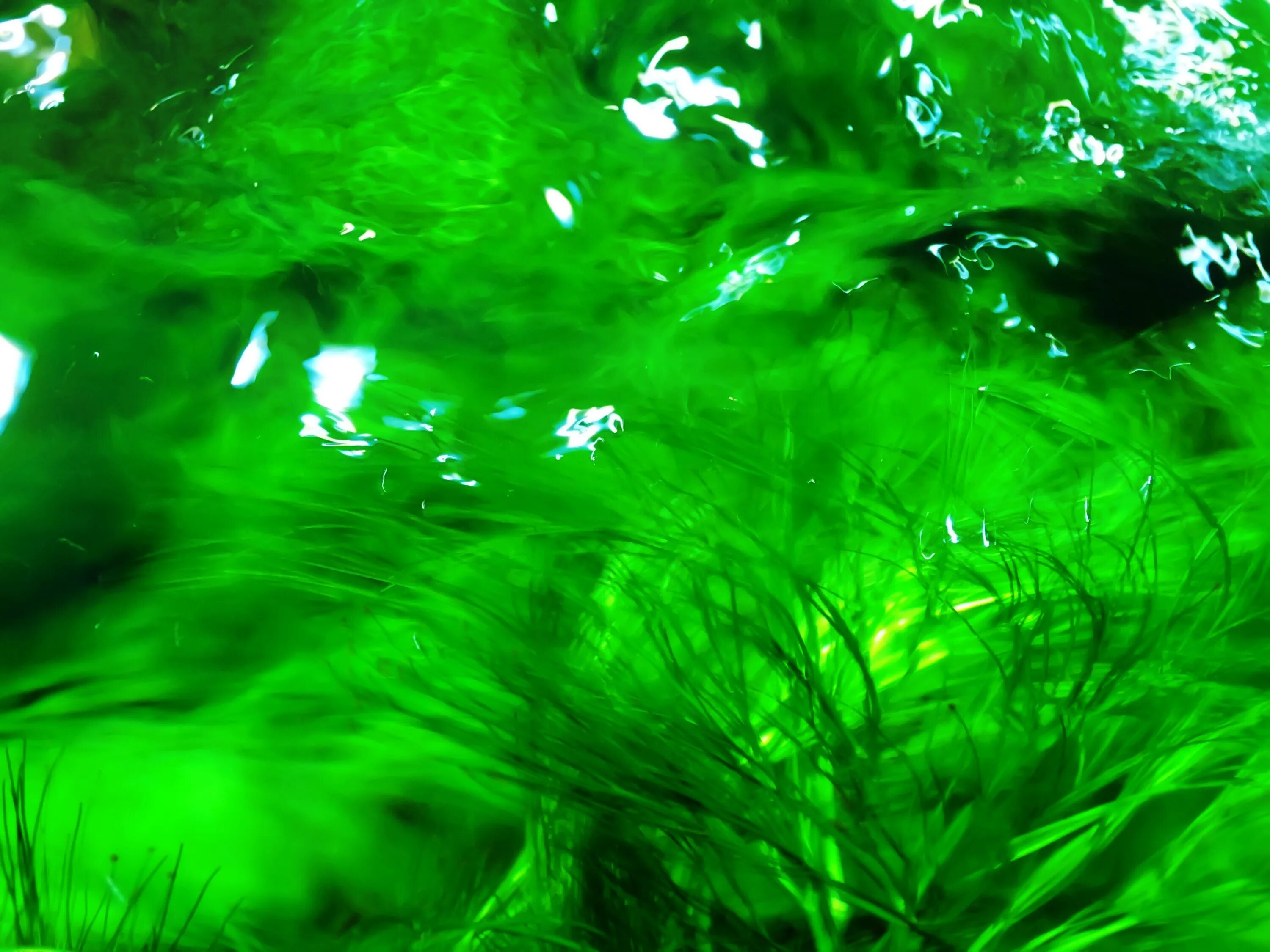 Зеленая вода. Зеленый цвет. Зеленая жидкость. Кислотно зеленый. Зеленые воды с запахом