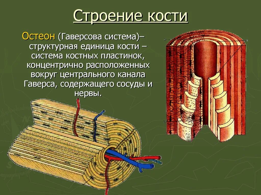 Структурная единица кости. Строение остеона человека. Строение кости гаверсова система. Строение кости человека Остеон. Микроскопическое строение кости Остеон.