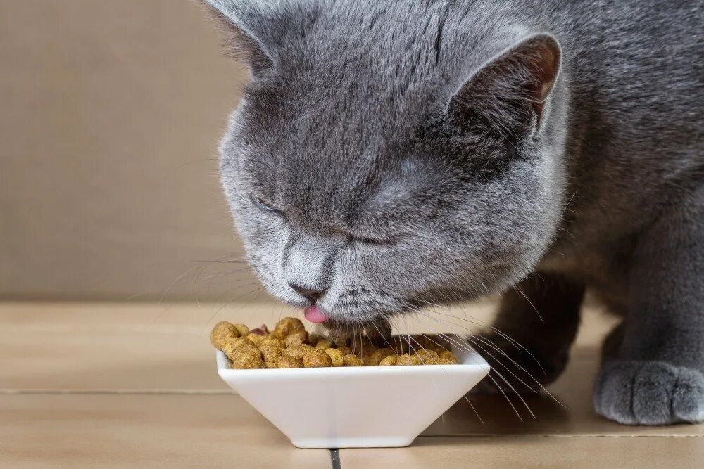 Кот который ест все подряд. Кошка кушает. еда для кошек. кот ест. котенок кушает.