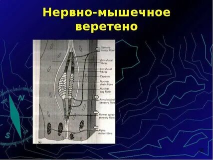 Образуется веретено