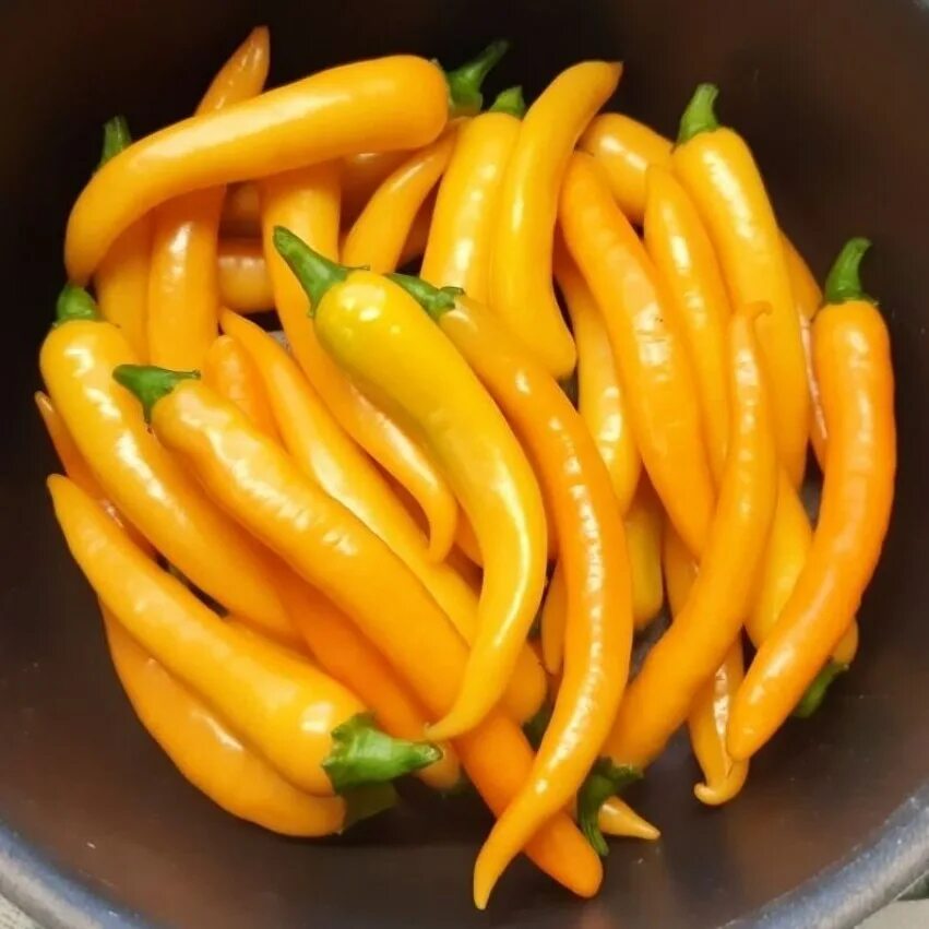 Перец острый саламандра. Сорт перца саламандра. Перец саламандра. Перец саламандра. Сорт перца саламандра.