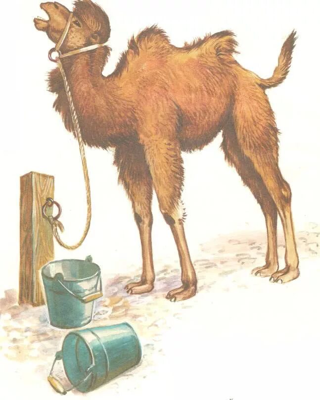 Стихотворение про верблюда. Бедный маленький верблюд есть. Детки в клетке верблюд. Маршак верблюд. Маршак верблюд.