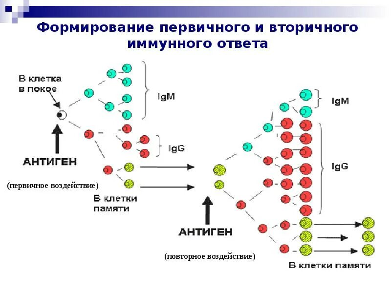 Классы иммунного ответа. Первичный иммунный ответ обеспечивают иммуноглобулины. Первичный иммунный ответ и вторичный иммунный ответ. Преобладающий Тип антител первичный и вторичный иммунный ответ. Иммуноглобулины при первичном иммунном ответе.