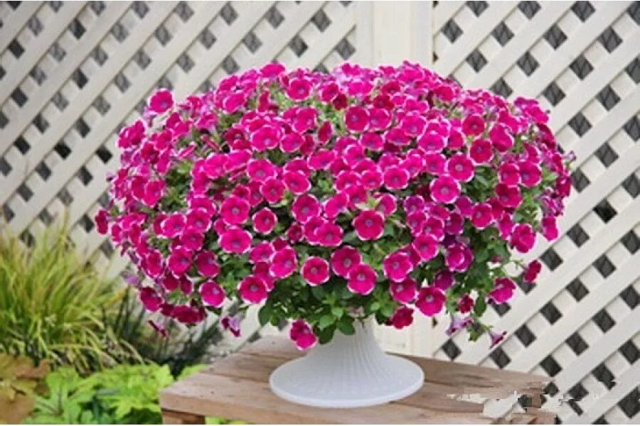 Петуния каскадная рамблин. Петуния сурфиния ампельная. Сульфиния. Петуния ампельная шок вейв дип перпл. Сульфиния.