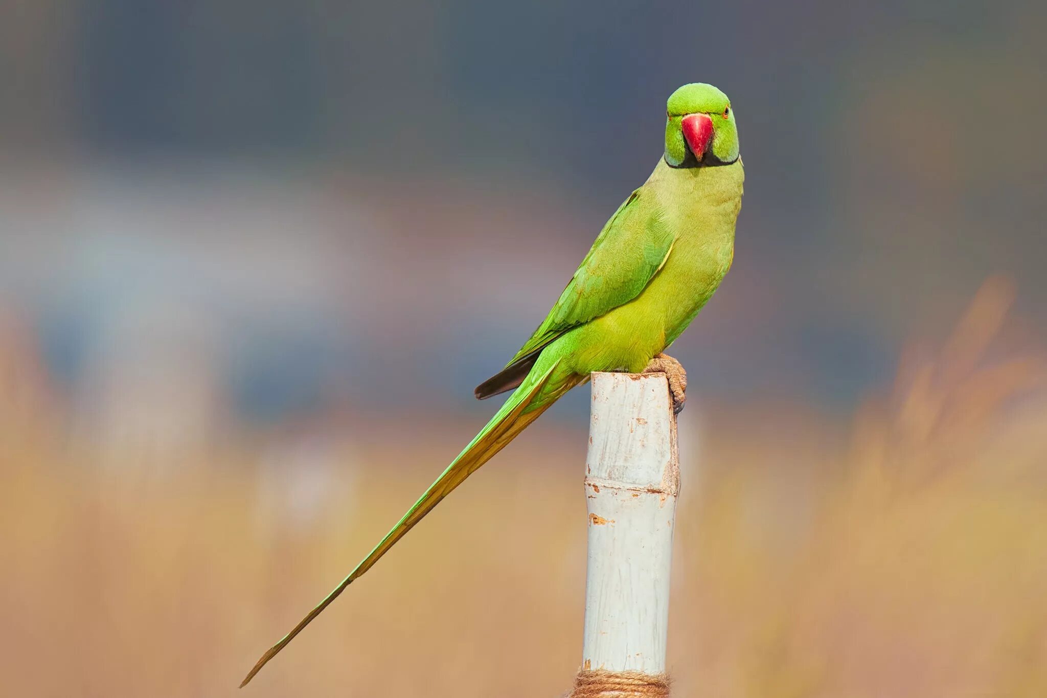 Говорящий ожереловый попугай. Ожереловый попугай зеленый. Ожереловый попугай Крамера. Амазон и ожереловый попугай. Ожереловый попугай желтый.