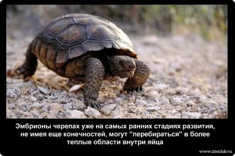 Эмбрион черепахи