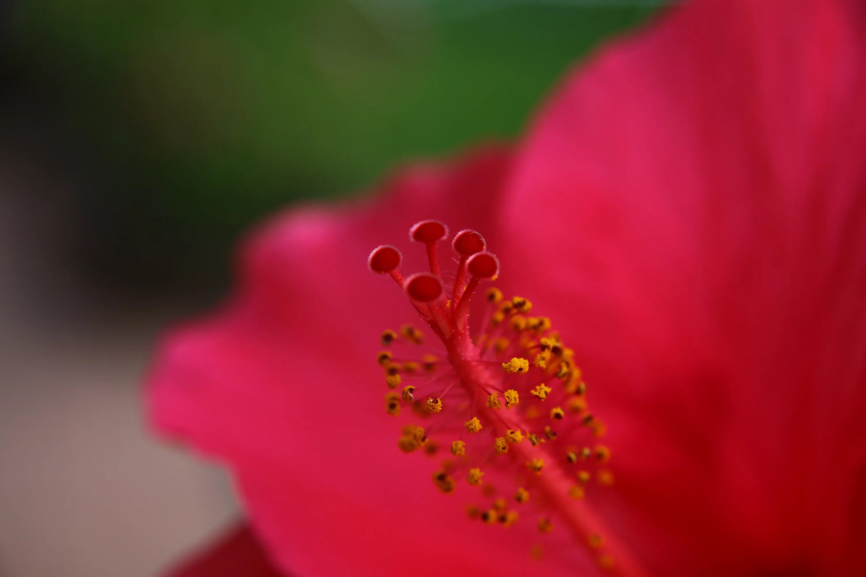 Цветет красным лепестком. Hibiscus макро. Красные цветы фото. Красная пыльца. Red close