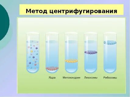 Разделение жидкой смеси клеток метод биологии