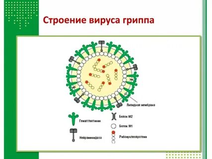 Геном гриппа