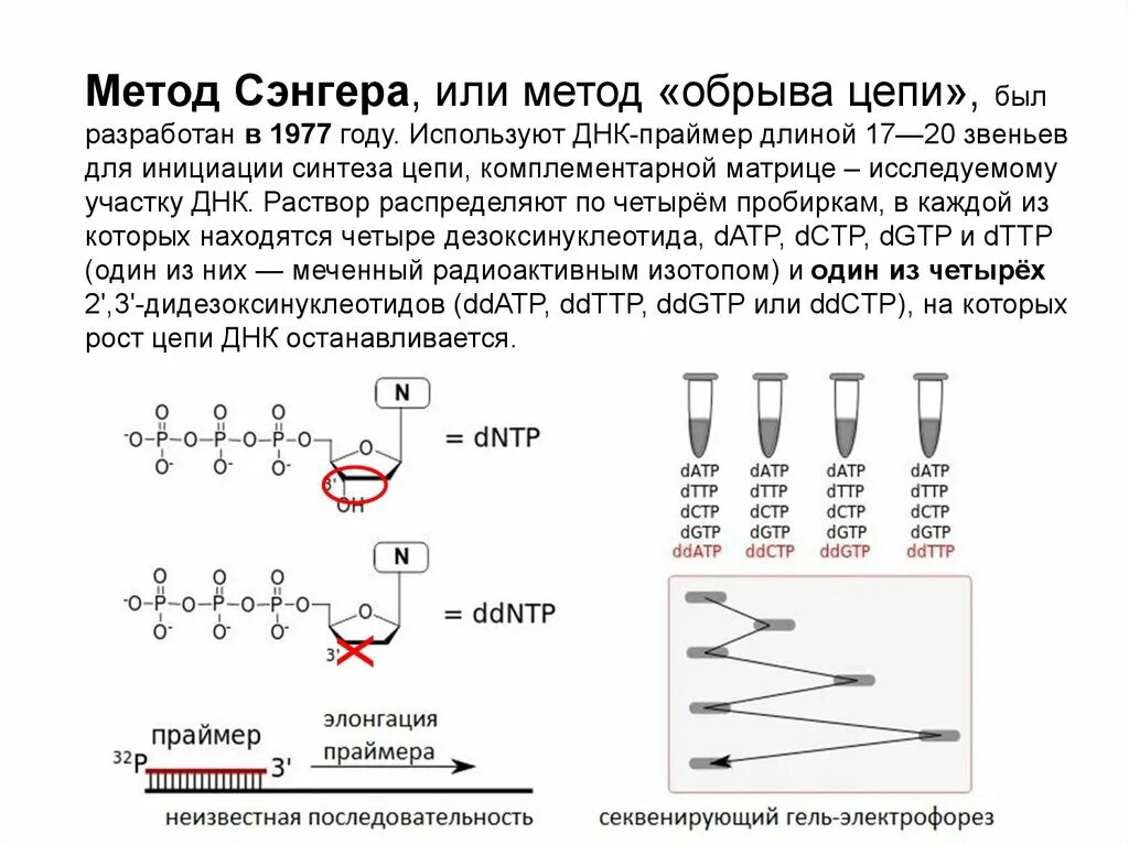 Метод секвенирования днк. Секвенирование по Сэнгеру принцип метода. Метод Сэнгера биохимия. Метод Сэнгера метод обрыва цепи. «Плюс-минус» метод секвенирования ДНК.