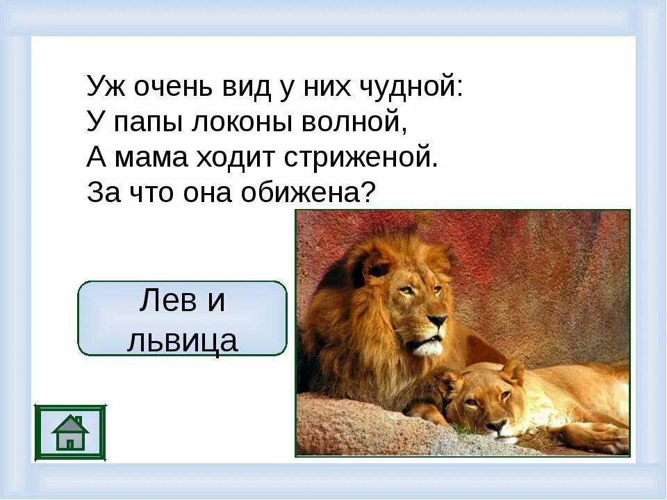 Папа Лев и мама львица. Подарил мне папа Льва. Подарил мне папа Льва стих. Лев без гривы львица мужик без бороды девица. Обижает лев