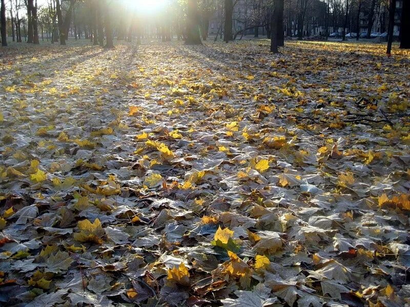 Скучная осень. Осень скучаю. осенняя земля припорошенная снегом. доброе утро октябрь припорошил снег. скучать осенью.