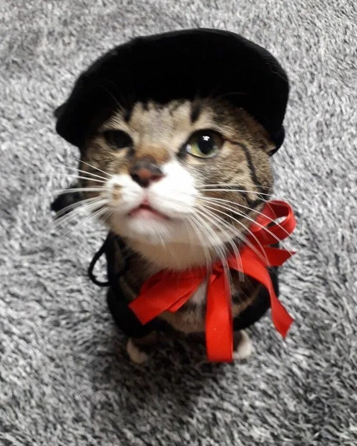 Кот кидс. Дори кошка минхо. дуни кот минхо. коты минхо из стрей. суни кошка минхо.