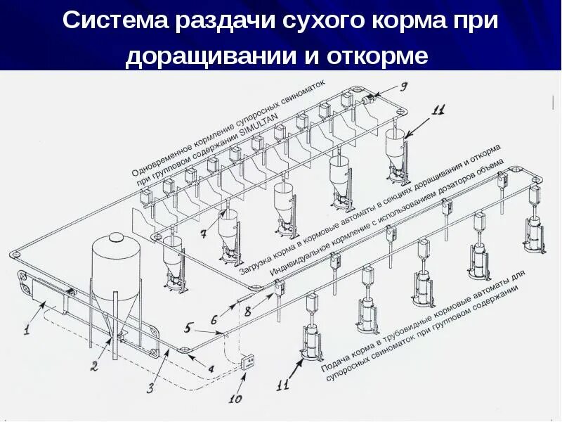 Технологические процессы содержания животных. Координатная система раздачи кормов на животноводческих фермах. Технологическая схема линии раздачи корма. Схема раздачи сухих кормов. Схема линии приготовления и раздачи корма на свинокомплексе.