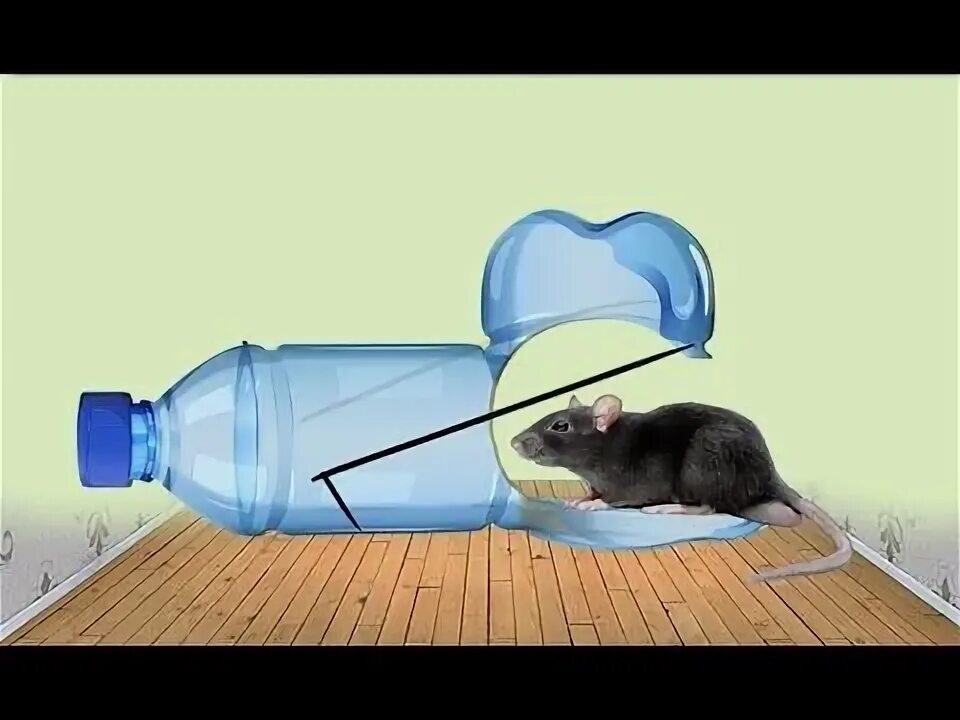 Мышь бутылка. Ловушка для ежа из бутылки. мышь с бутылкой воды. бутылка ловушка для обезьян. простая мышеловка за 30 секунд.