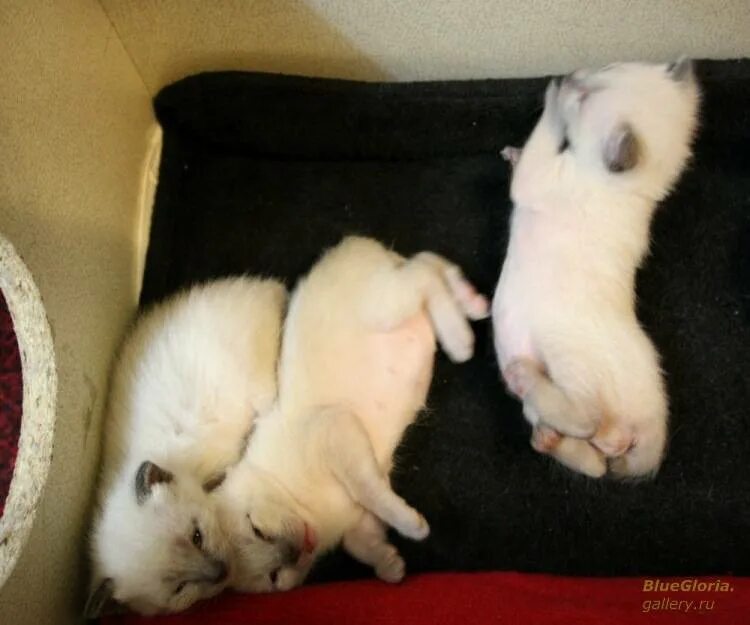 Когда у котят открываются глаза. Котенок открыл глазки. котята открывают глаза. котятки после рождения. когда котята открывают глазки.