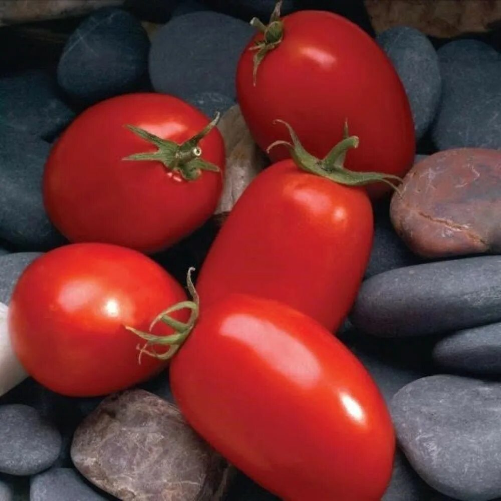 Первые семена томаты. Томат Мариана f1. Томат "Мариана" f1 10шт +. Томат Мариана f1 описание. Платинум f1 помидор.