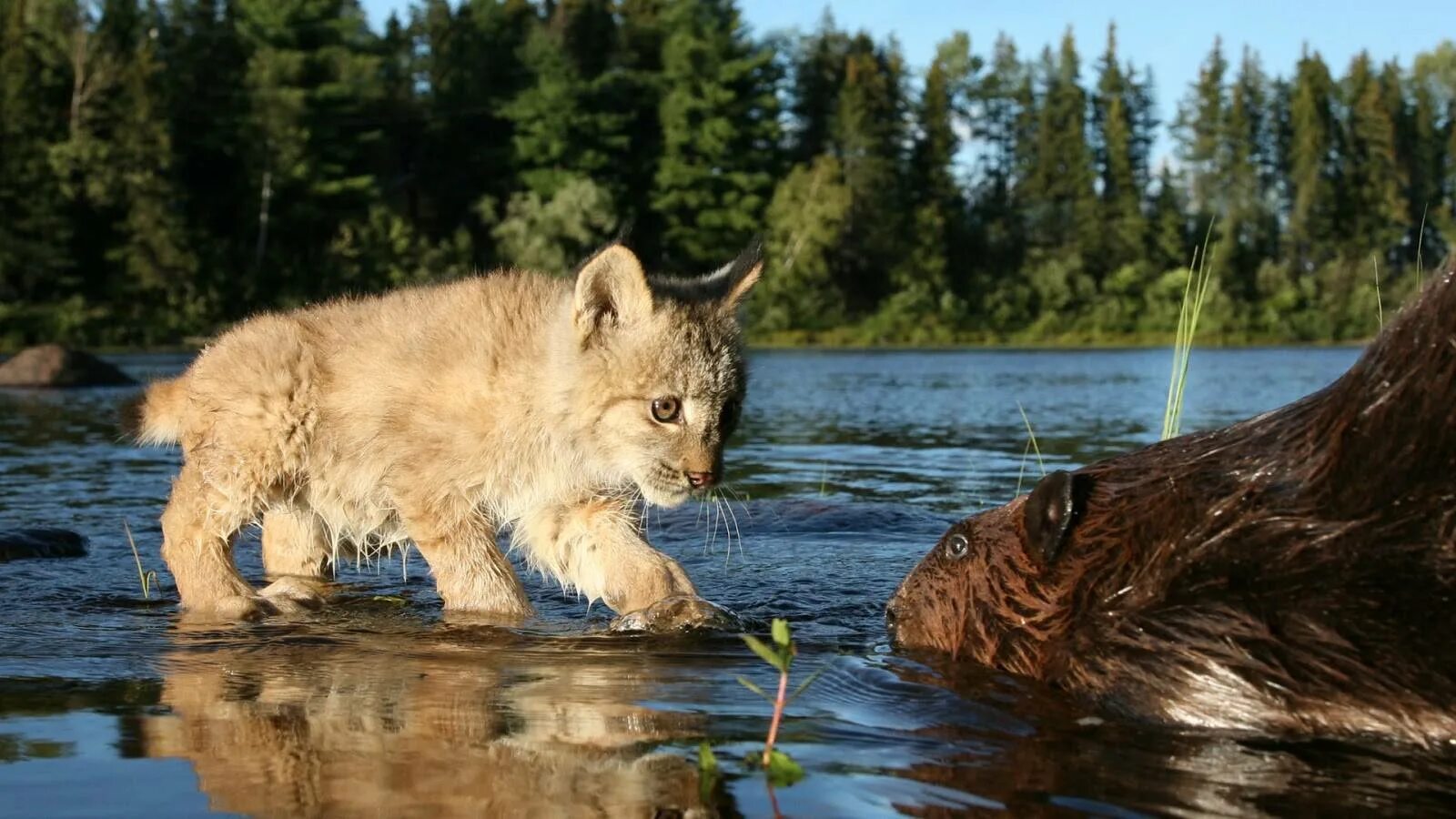 Обь животные. Нижнесвирский заповедник рысята. Водлозерский национальный парк рыбы. Сибирский, Таежный, Лесной, дикий. Река Чусовая растения и животные реки.