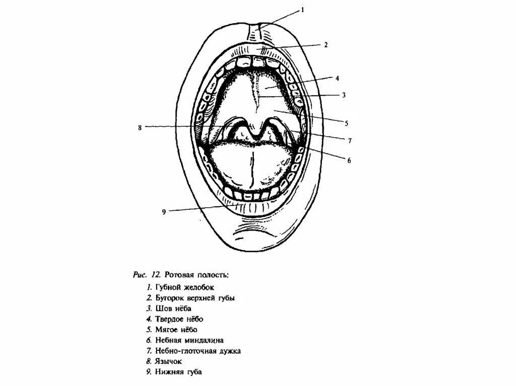 Полость рта схема. Строение ротовой полости лягушки. Строение ротовой полости человека.