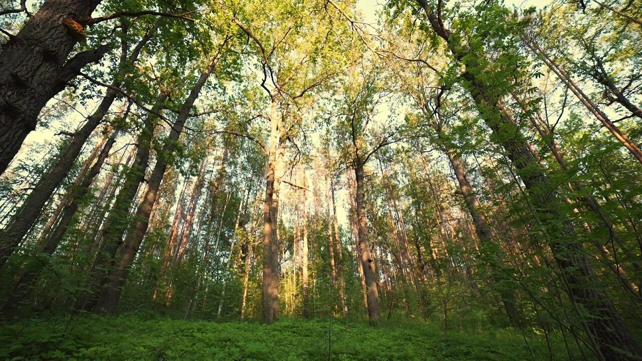 Шумный лес. Лес шумит. Лес звуки леса. Шум в лесу. Звучание леса