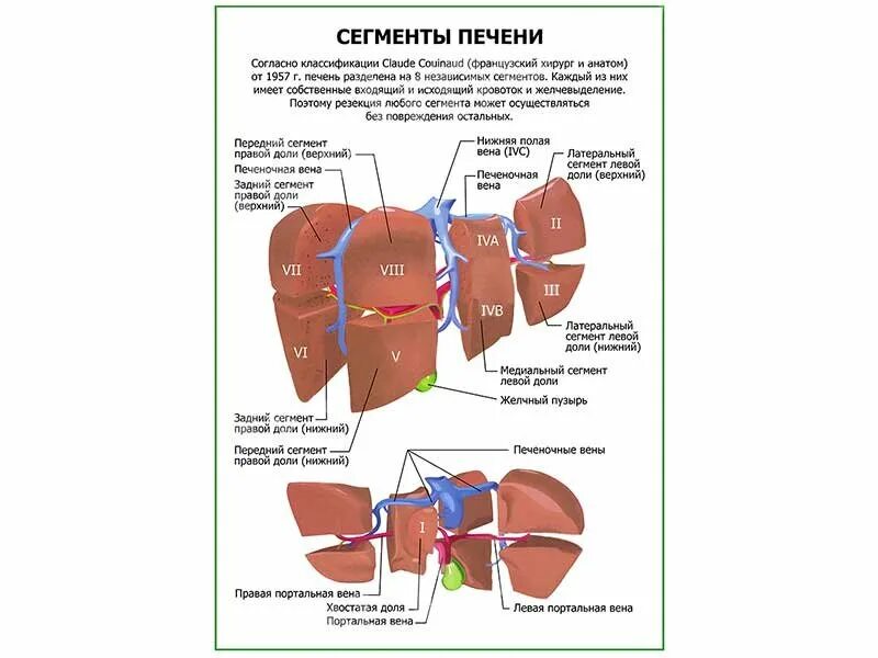 Печень 5 букв. Доли и сегменты печени анатомия. Топография сегментов печени. Сегменты левой доли печени по УЗИ.