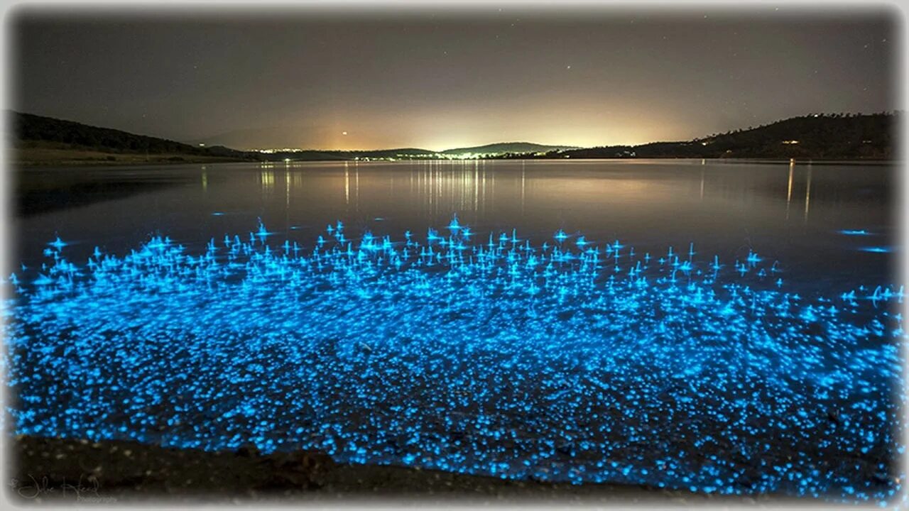 Планктоны в море