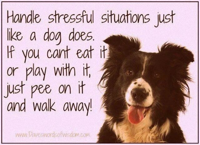 Stressful situations. Handle stress. Walk like a Dog. To work like a Dog.