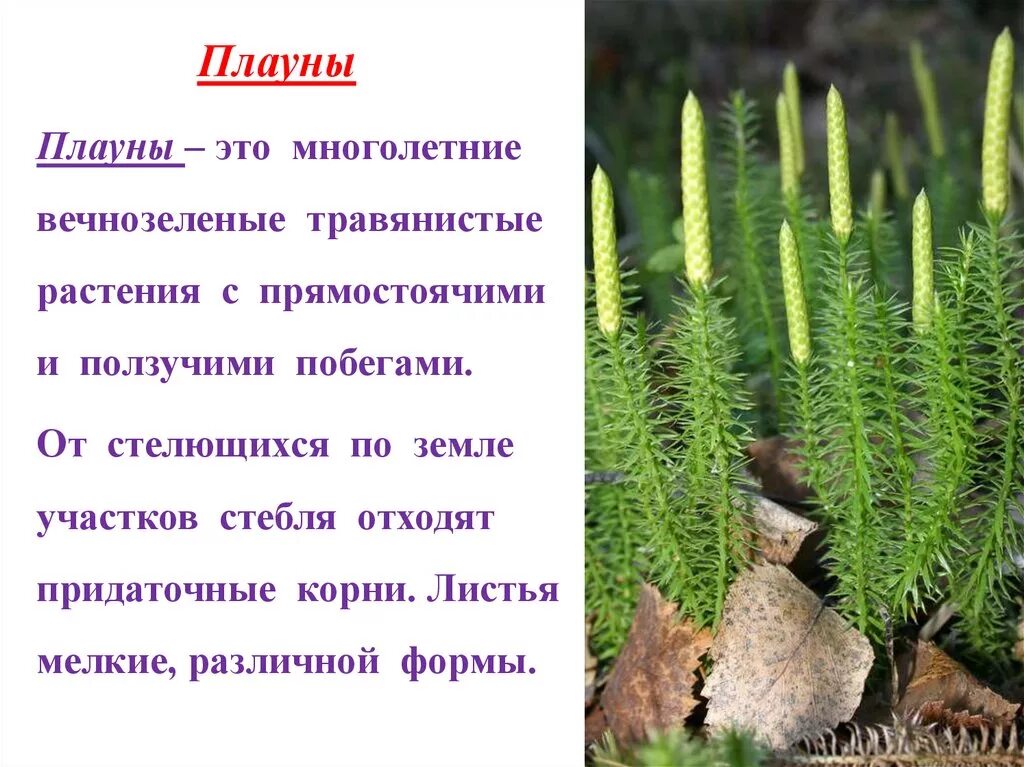 Плауны хвощи папоротники. Плауны 7 класс биология. Строение плауна. Плаун булавовидный среда обитания. Плаун хвощи папоротник относятся к растениям