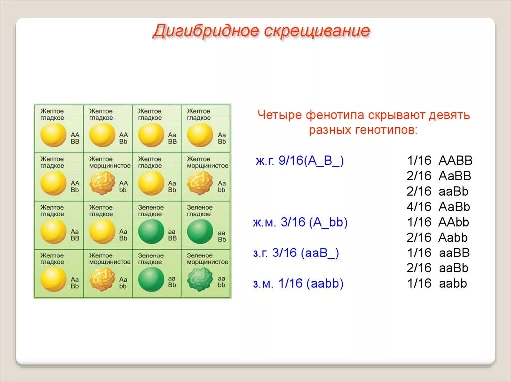 Аавв полное доминирование. 3 Закон Менделя дигибридное скрещивание. Биология 10 дигибридное скрещивание. Дигибридное скрещивание AABB AABB. Дигибридное скрещивание 3 1.