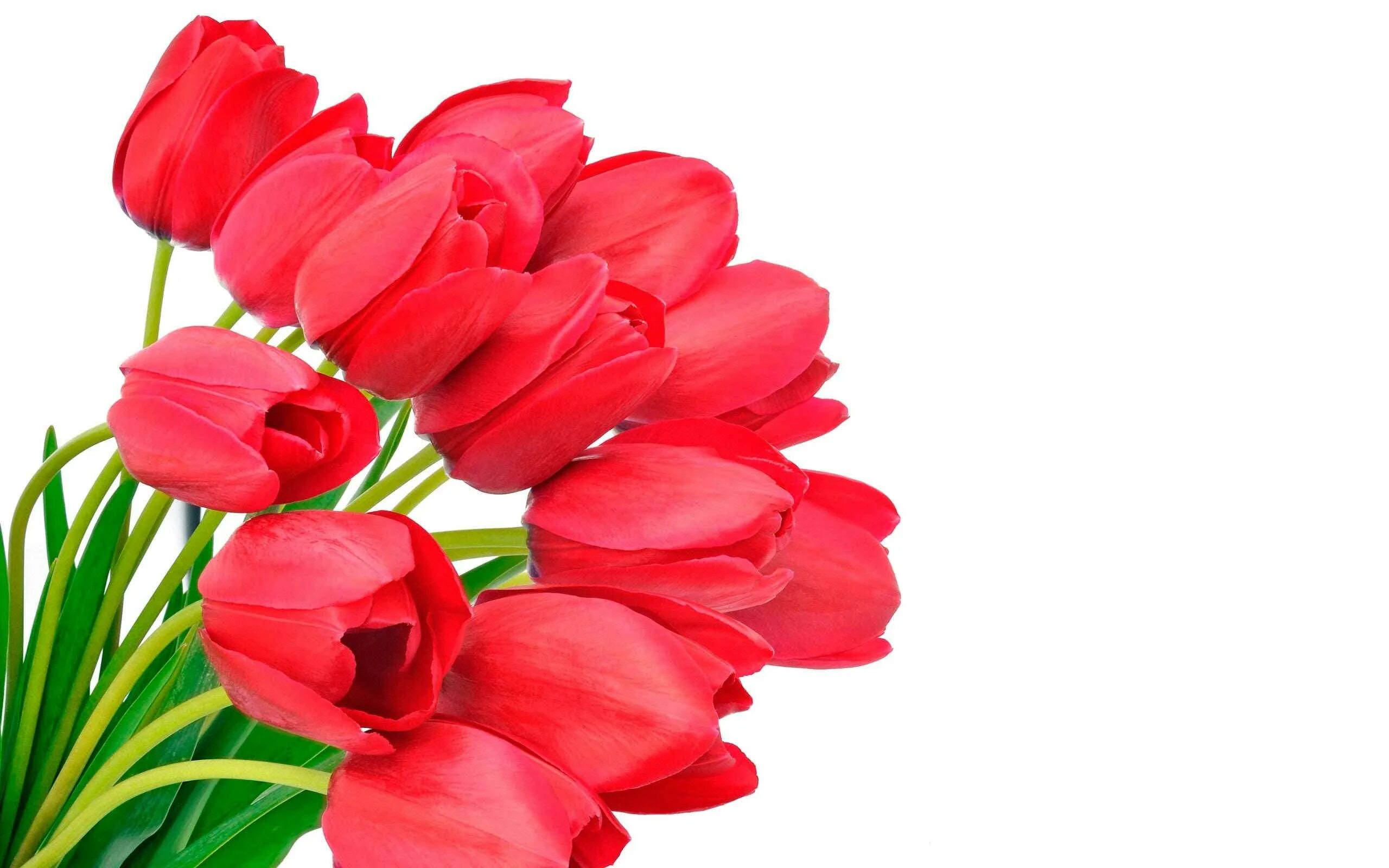 С международным женским днем поздравления маме. Красные тюльпаны.