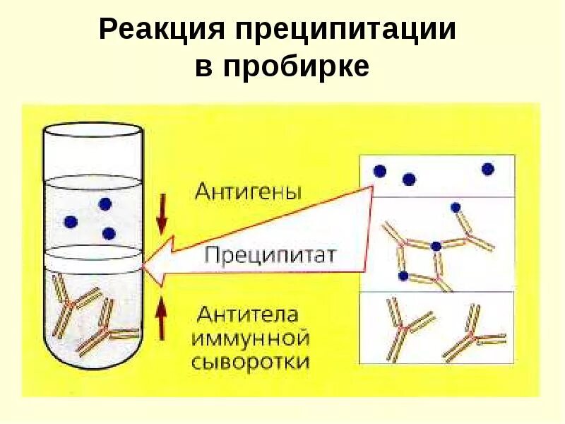 Реакция преципитации. Реакция преципитации микробиология схема. реакция преципитации микробиология. реакция преципитации в геле микробиология. реакция преципитации микробиология механизм.