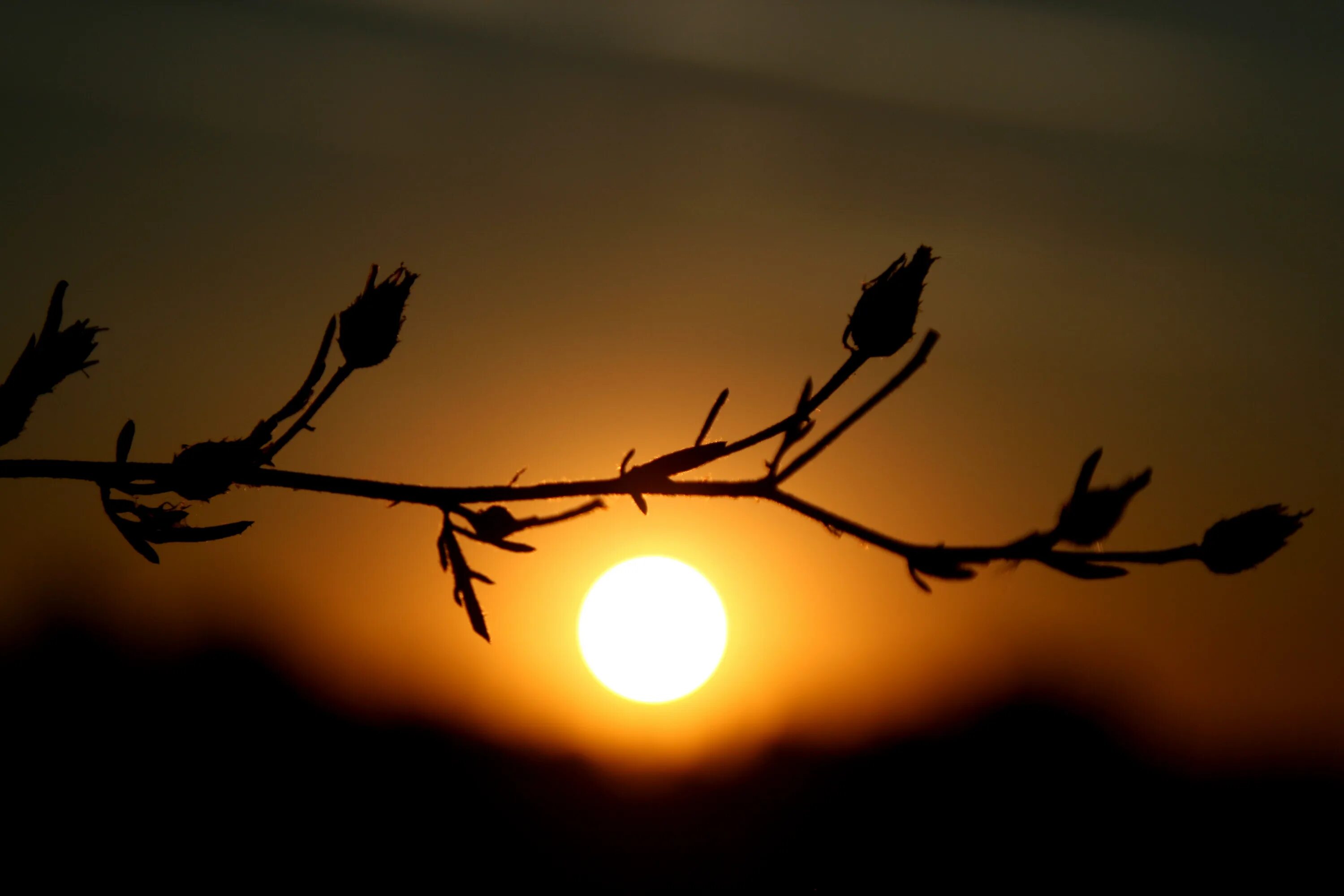 Shadow flower. Шадоу цветок. Эстетика розы тень. Обои на компьютер цветок в тени. Цветы для тени.