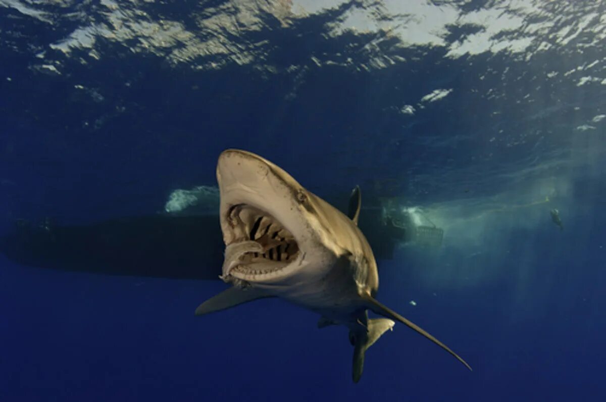 Есть ли акулы в египте. Oceanic Whitetip Shark. Красное море акулы. Акула в море. В Красном море есть акулы.