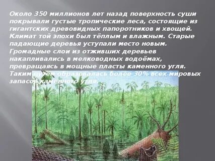 Образуют залежи торфа мхи или папоротники