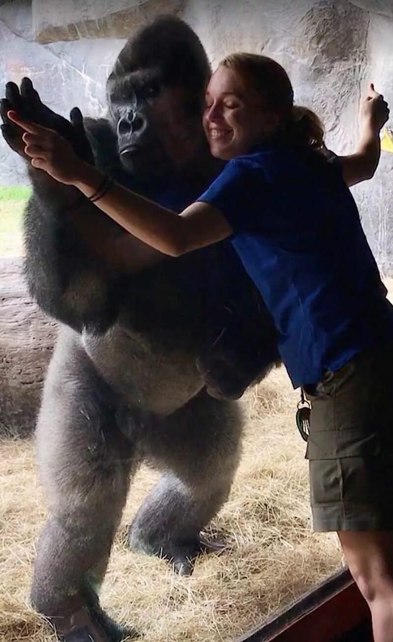 Тетя горилла если хотите стать сильными детки. Горилла и человек. Шимпанзе рядом с человеком. Огромная горилла.