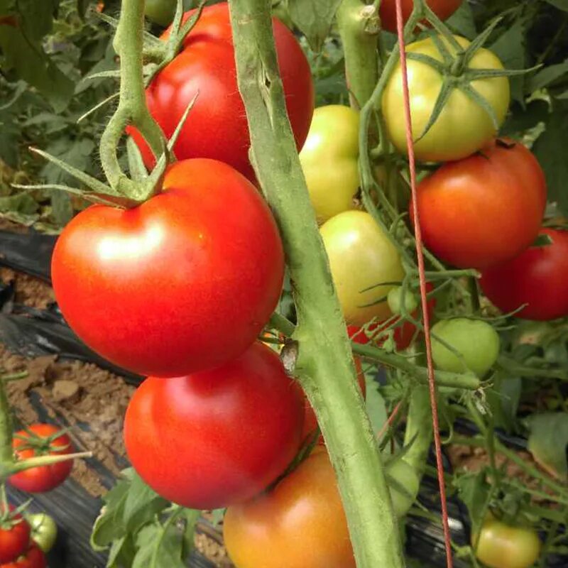 Томат томск f1. Весенние помидоры. Томаты грунтовые. Помидоры наталка. Томат манитоба.