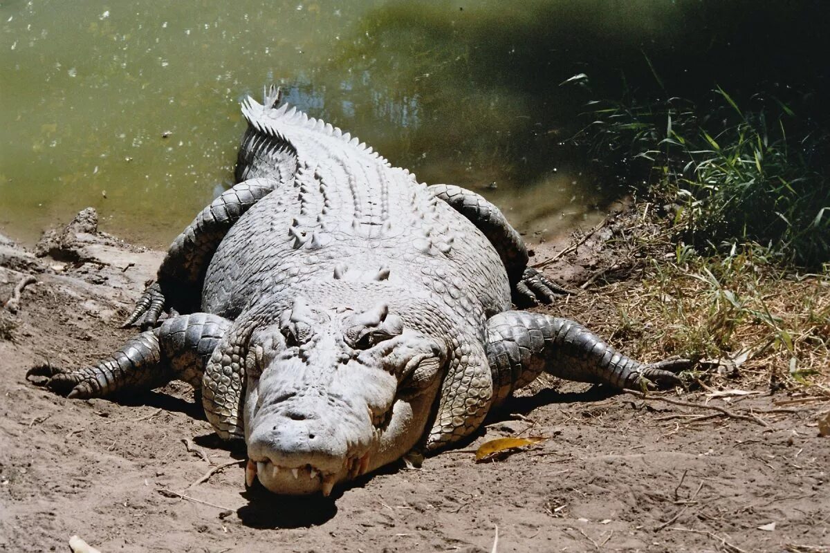 Гребнистый крокодилы дуглас. Крокодилы в австралии. Гребнистый крокодил. Пресноводный узкорылый крокодил. Африканский узкорылый крокодил.