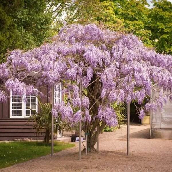 Wisteria Many Wisteria tree, Wisteria garden, Wisteria