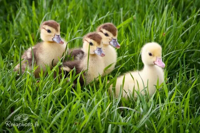 Новорожденный утенок фото. Утки породы мулард. Агидель утята суточные. Утка кряква птенцы. Утки 4k.