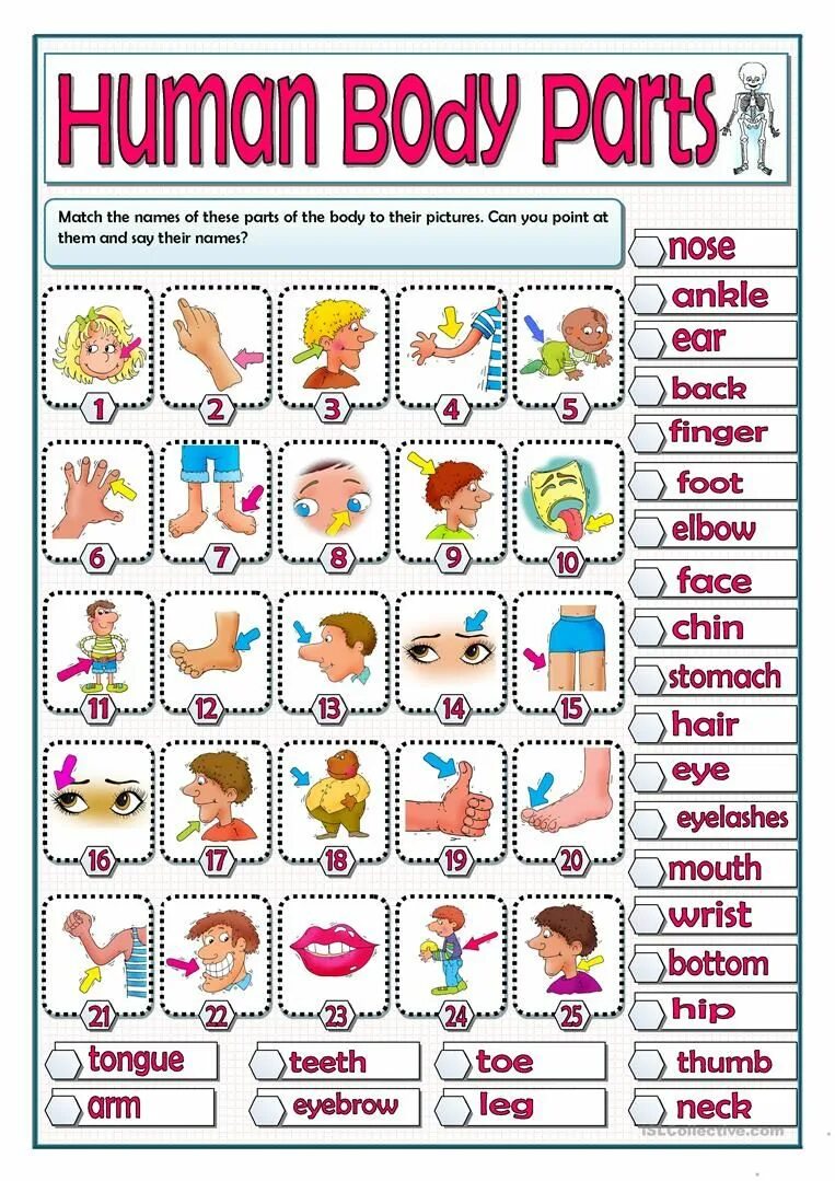 Human matching. Части тела Worksheets. Body Parts. Body Parts English for Kids. Body Parts Match.