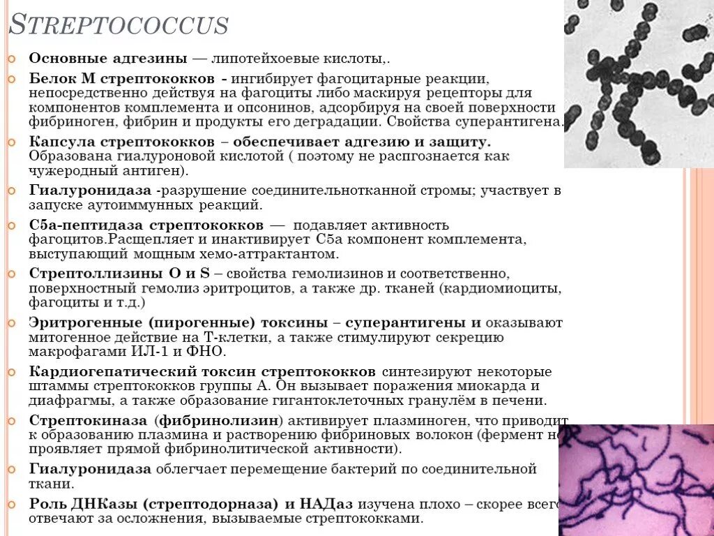 Пиогенные стрептококки. Альфа гемолитический стрептококк. Стрептококк группы а.