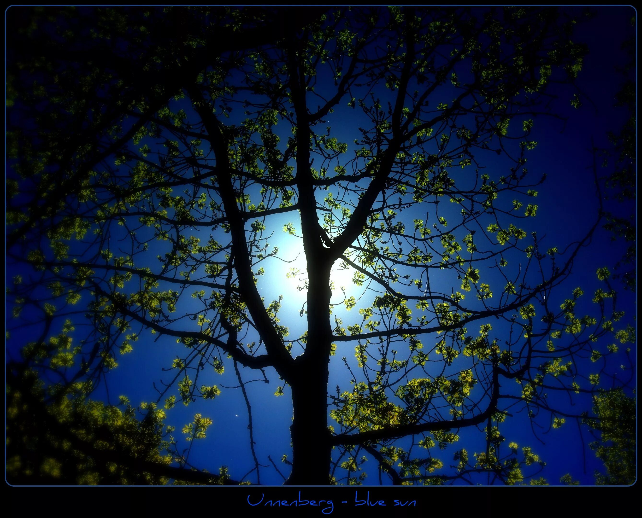 Дерево освещенное луной. Дерева в темноте. Дерево в лунном свете. Ветка дерева ночью. Деревья летняя ночь.