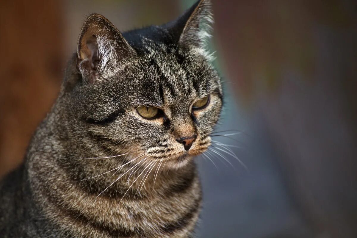 кошка мурка серая. кошка мурка. наша кошка мурка большая. пропал кот объявления. наша кошка мурка большая.